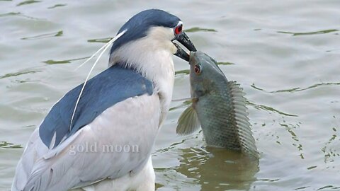 Smart Heron Used Bread To Fish | Amazing Exotic Birds | Green Heron fishing with bread
