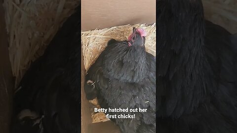 Black Australorp Chicks Hatched in October - Broody Hen