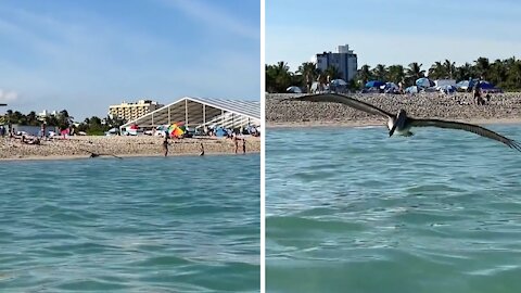 Woman unknowingly films seabird as it attacks her