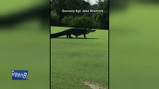 Giant gator on Florida golf course