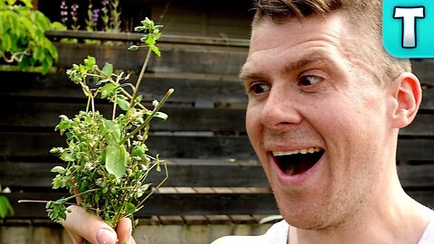 Eat Your Weeds Ep.1 | Chickweed