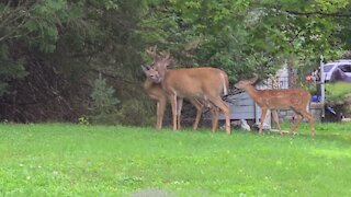 Adult Deer Bonding