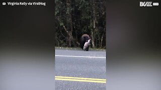 Urso atravessa a rua com salmão na boca