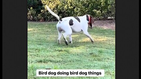Bird Dog Doing Bird Dog Things - HaloRock