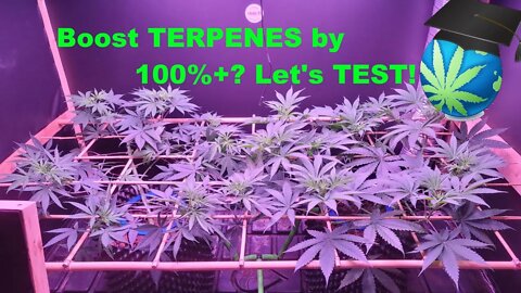 Additive That Helps W/ Yield - But SKYROCKETS Terpenes? - 2 Blueberries Update & Flavuh Test