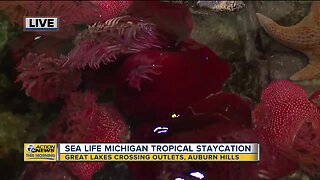 SEA LIFE MICH Tropical Staycations