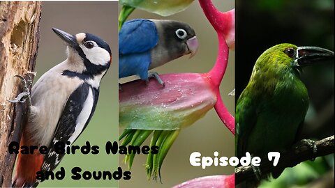 Rare Birds Names and Sounds- Seventh Episode