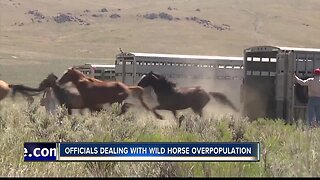 Officials examine ways to limit wild horse population growth