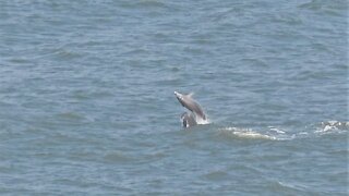 Epic animal fails: Dolphin leaps out of water right on top of swimming buddy