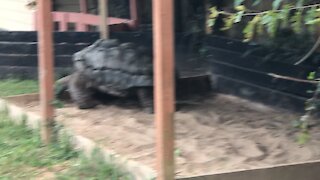 Giant Tortoise 123 years old