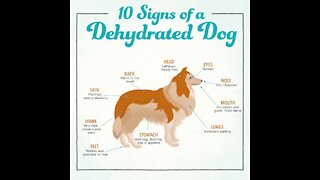 Signs of a dehydrated dog [GMG Originals]