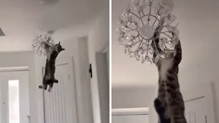 Crazy Cat Hangs & Swings From Chandelier