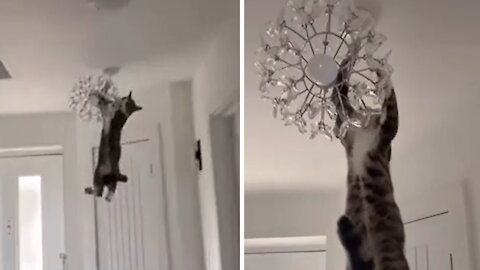 Crazy Cat Hangs & Swings From Chandelier