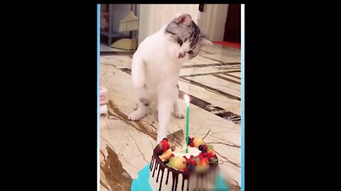 Cat Blowing Its BIRTHDAY Candle In Its Own Style. FUNNY!