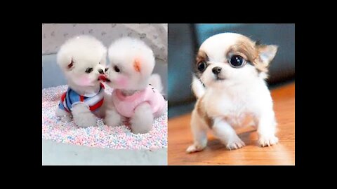 Baby Dogs - Cute and Funny Dog Video 2021
