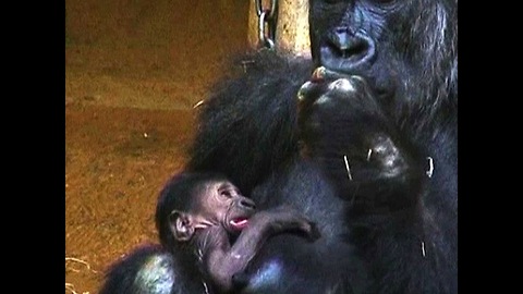 Baby Gorilla Surprise
