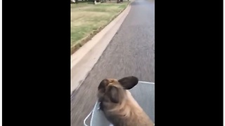 Bunny thoroughly enjoys relaxing bike ride