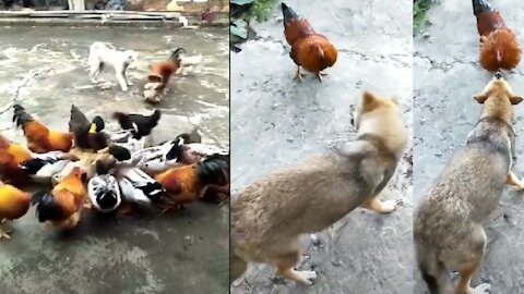 Chiken vs dog funny। Dog funny video।dog funny dance