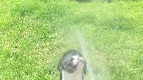 Boston Terrier goes bonkers for spray water hose