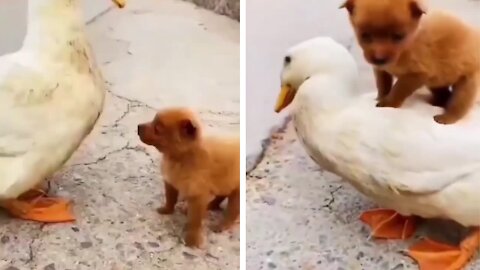 Puppy is happily riding a duck
