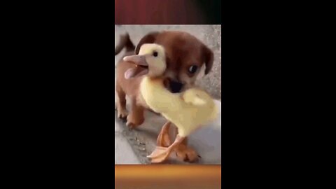 cute puppy carrying baby duck
