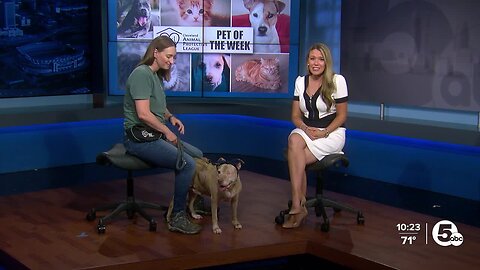 Cleveland APL Pet of the Weekend: Pugsley the pittie