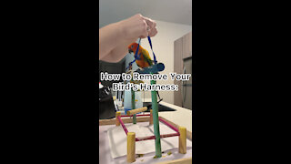 How to remove your bird's harness