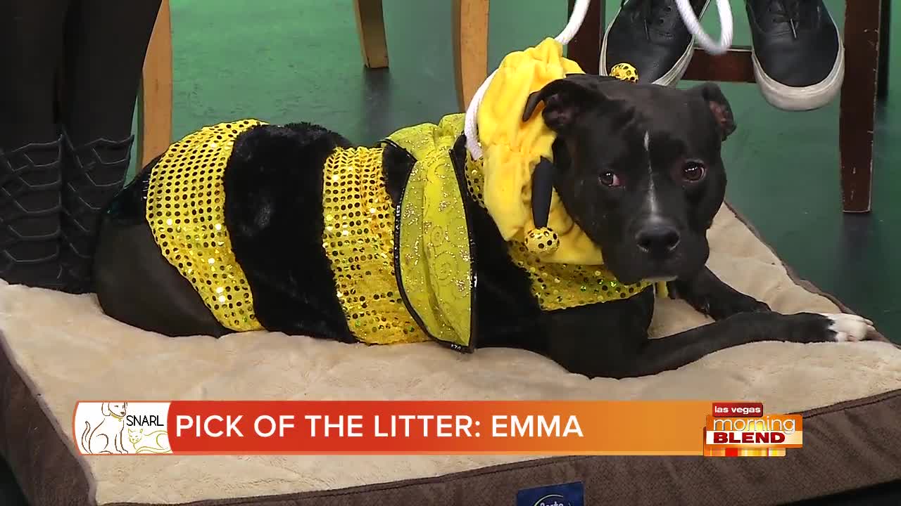 PICK OF THE LITTER: EMMA