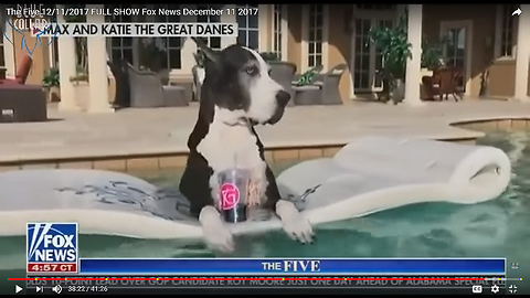Katie the Great Dane on Pool Floatie on Fox News The Five Full Show