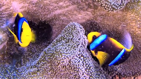 Beautiful clown fish stay safe among venomous anemones