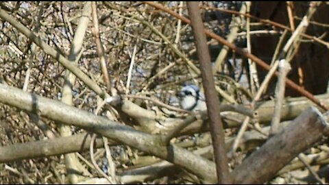 Blue Jay Bird playing in a Kiwi Vine