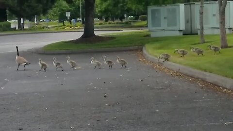 Family Of Geese Adopt Adorable Duckling
