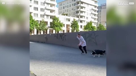 Un chien très agile fait du parkour avec son maître