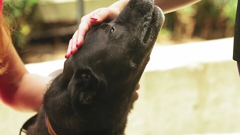 Beautiful image of a black dog receiving affection in slow motion