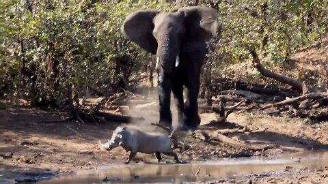 Grumpy elephant picks on warthog at watering hole
