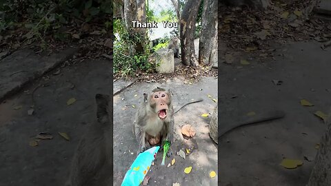 We LOVE Monkeys