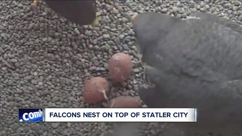 Statler City is home to three new peregrine falcon eggs