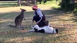 Denne søte kenguruen tror den er en hund