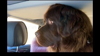 Huge Newfoundland doesn’t fully fit inside a car