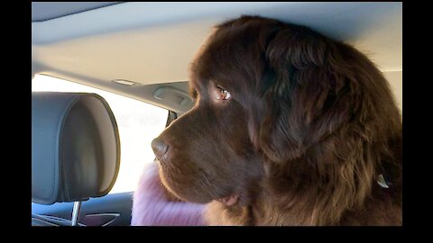 Huge Newfoundland doesn’t fully fit inside a car