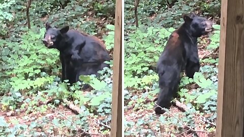 Black bear explores cabin in Gatlinburg, TN