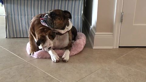 Bulldog puppy steals bed from napping adult