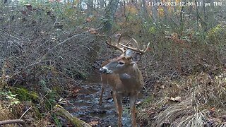 Nice buck on Wildlife Cam 1 11/9/2023