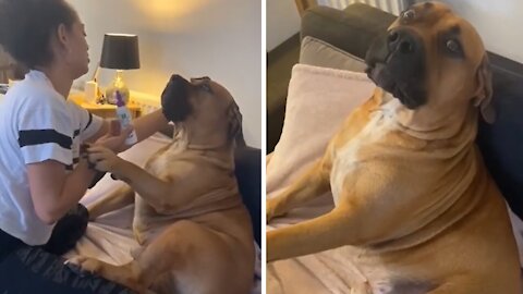 Big Dog Tries His Best Not To Have His Ears Cleaned
