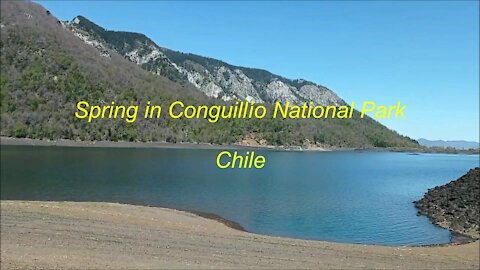 Spring in Conguillío National Park in Chile