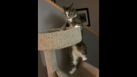 cat confused by the other cat's jump