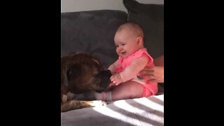 Bebê forma uma bela amizade com seu boxer