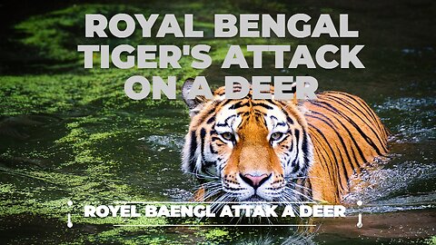 "Savage Elegance: Tiger's Stealth Ambush Stuns Prey in Epic Chase!"🔥 🐅🦌 #viral #epicbattles