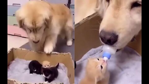 kitten needs a mother desperately. or else they will die.