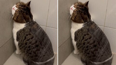 Cat takes a shower